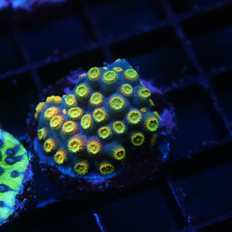 Zoolander Cyphastrea