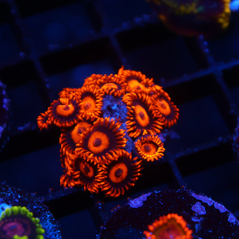 Oxides