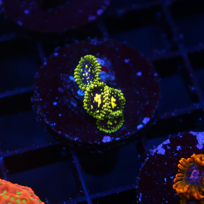 Exospheres