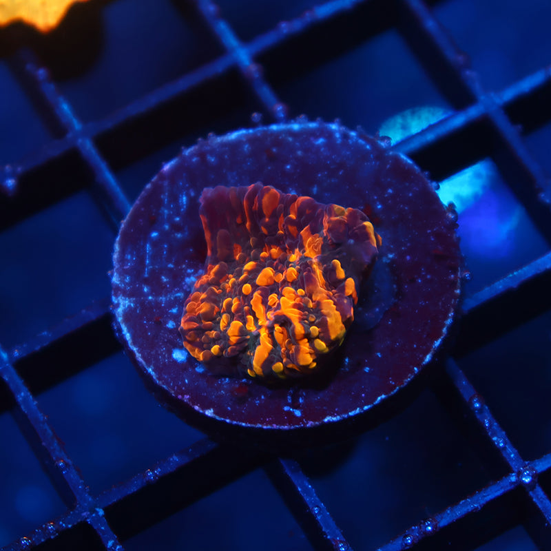 CC Cloudberries Chalice