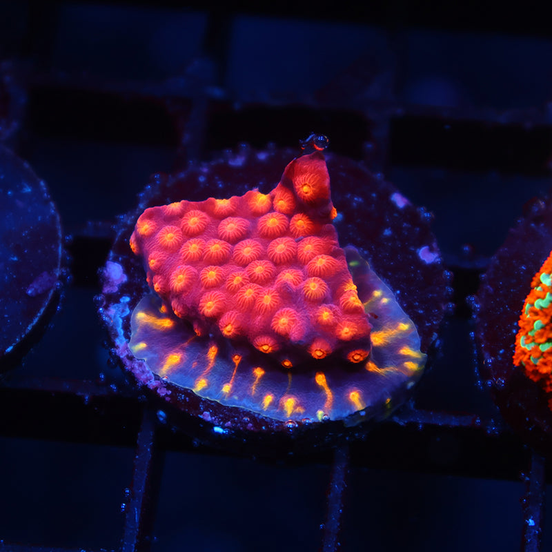 TCK Rainbow Abstract Cyphastrea