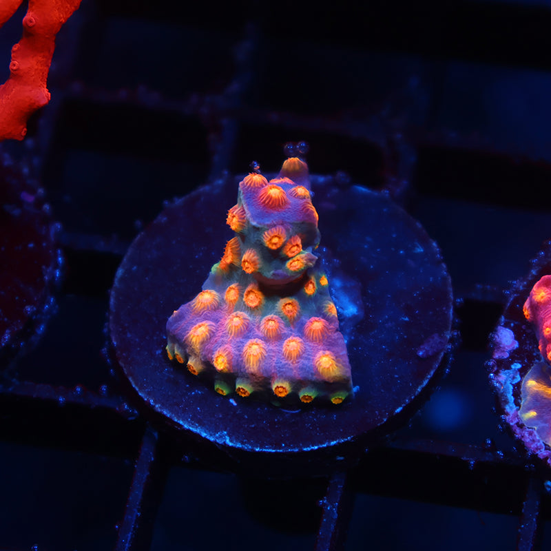 ARC Monet's Madness Cyphastrea