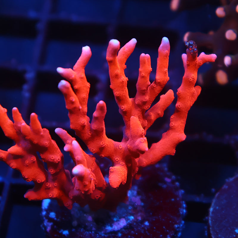JF TNT Anacropora
