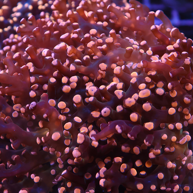 TCK Branching Gold Frogspawn