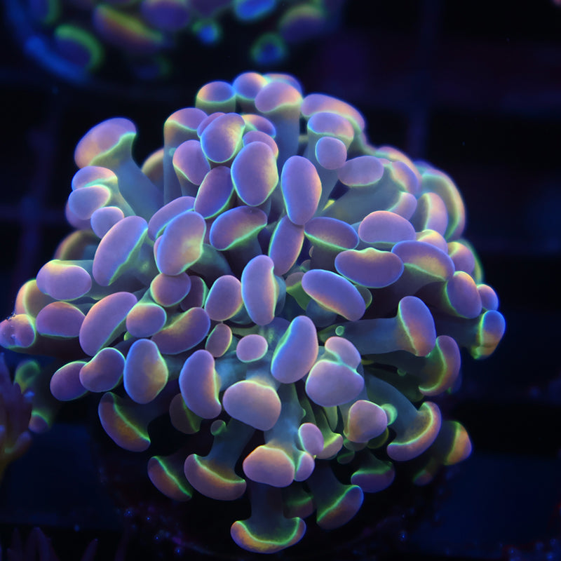 TCK Branching Holographic Hammer