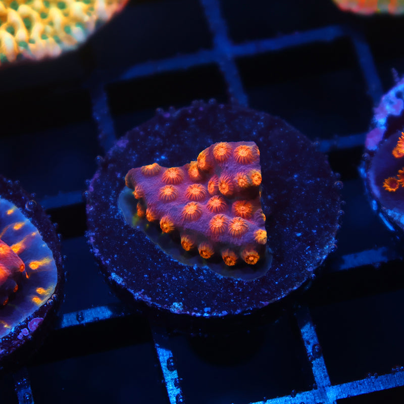 ARC Monet's Madness Cyphastrea