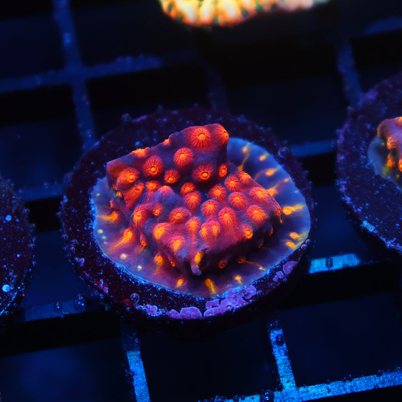 TCK Rainbow Abstract Cyphastrea