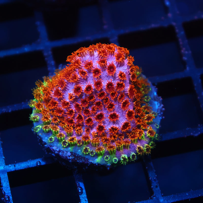 Skittles Bomb Cyphastrea