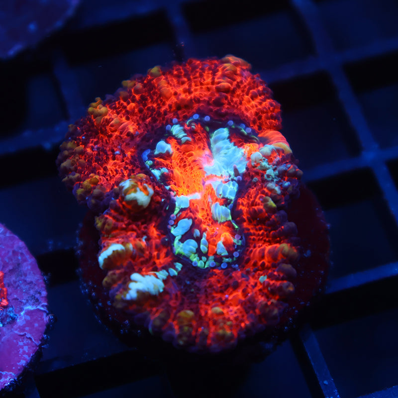 TCK Aquaculture Wilsoni