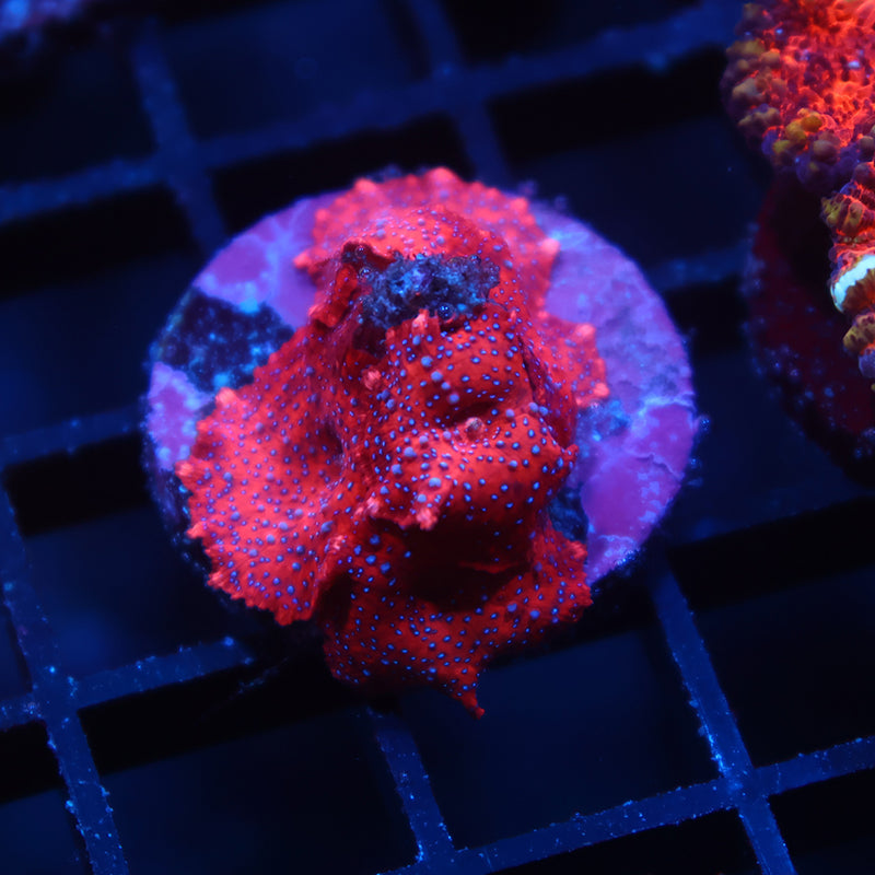 TCK Superman Mushrooms
