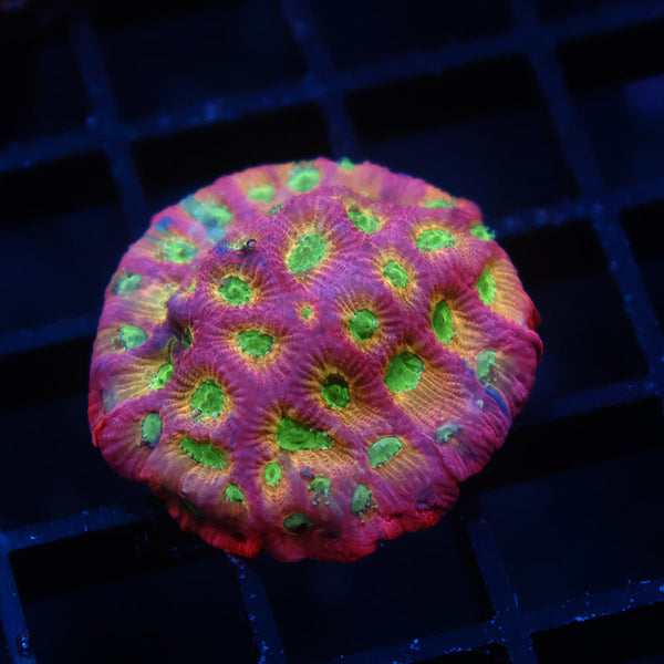 Dayglo Favia
