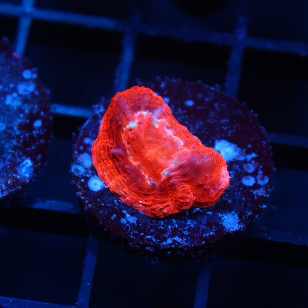 TCK Master Bowerbanki Red Side