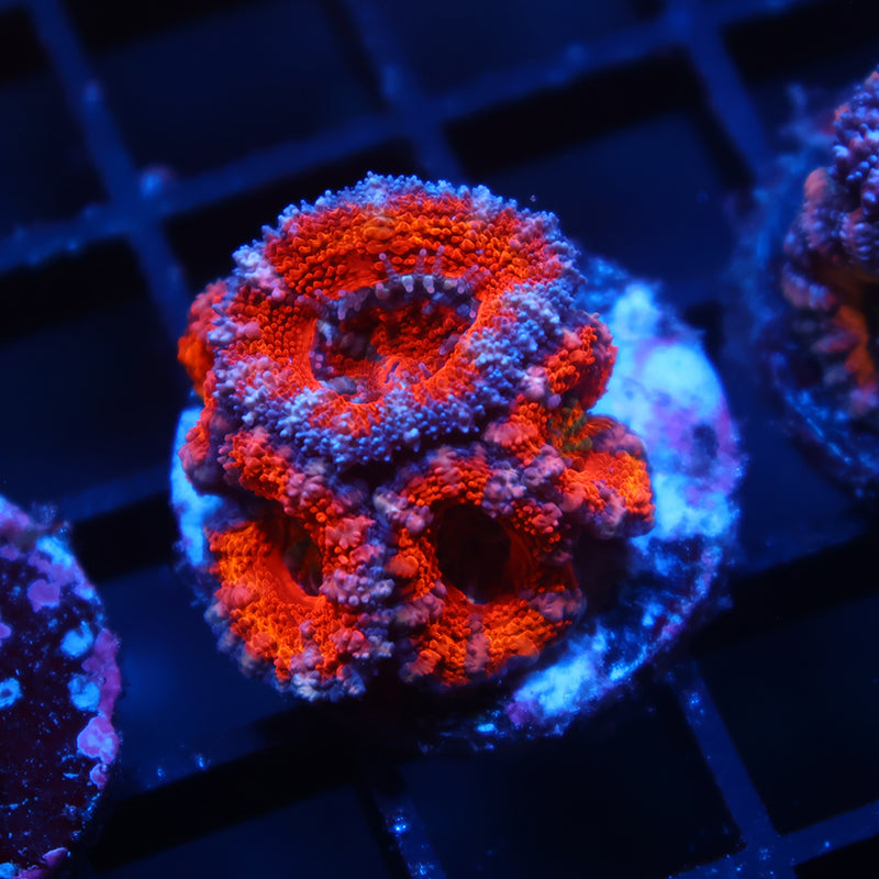 TCK Red Acan Lord