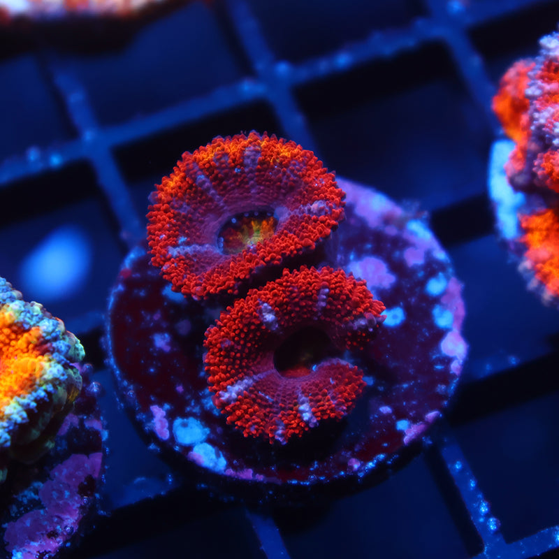 Rainbow Acan Lord
