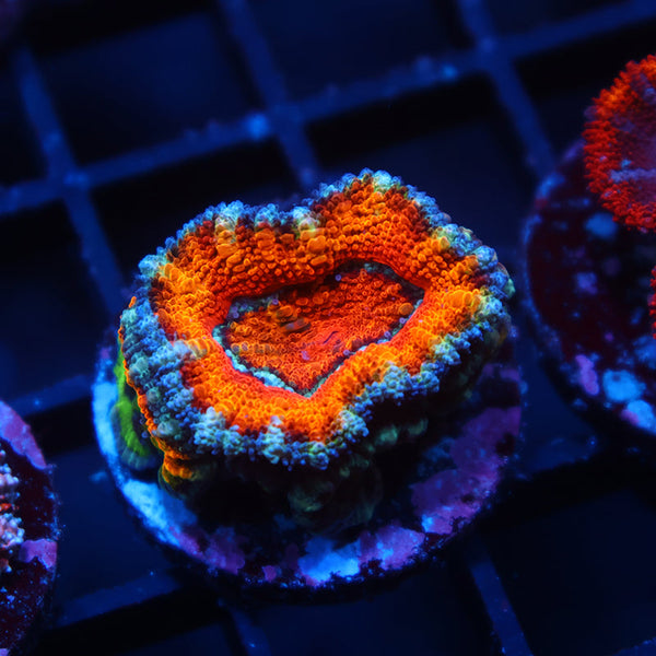 TCK Awesome Orange Acan Lord