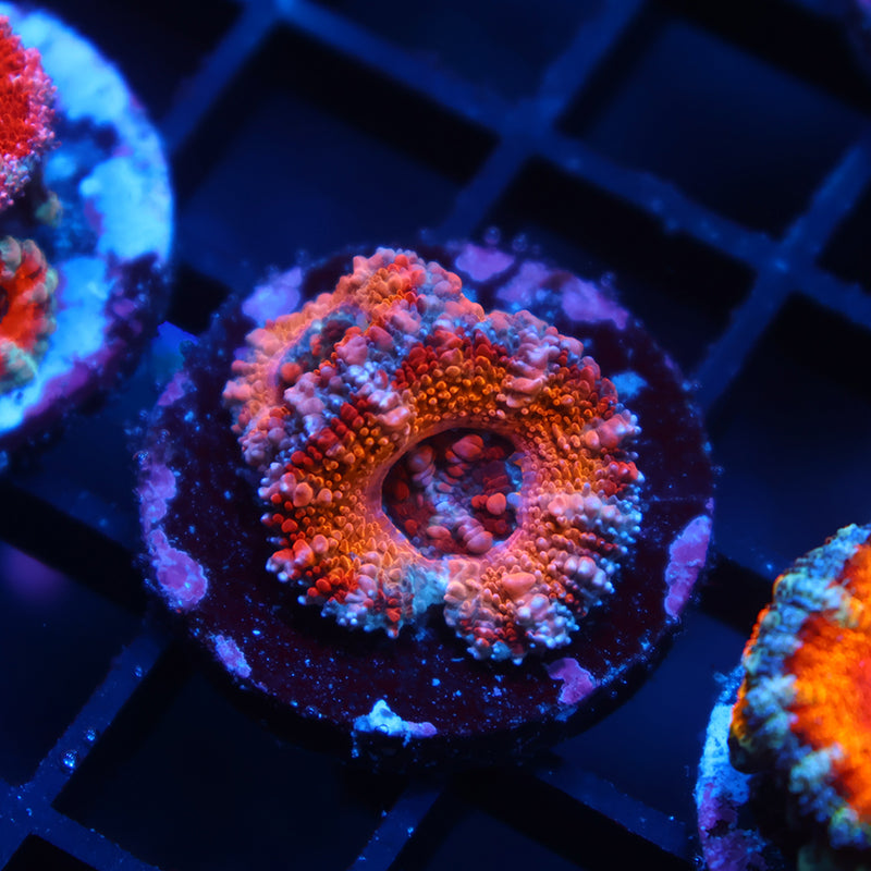 TCK Sunrise Acan Lord