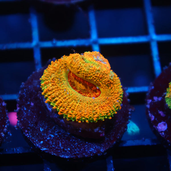 BSA Killshot Acan Lord