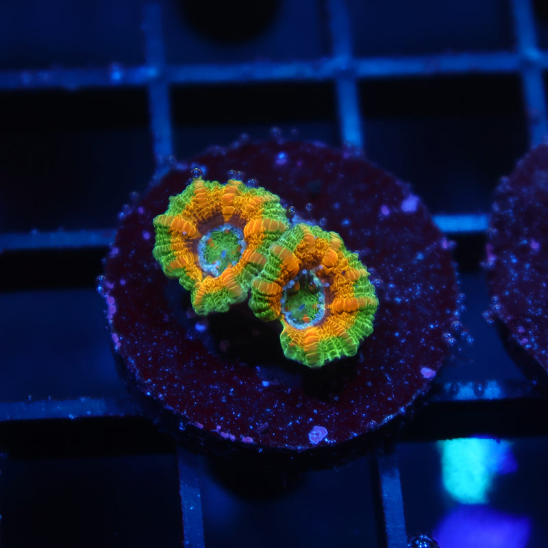 TCK OG Mardi Gras Acan Lord