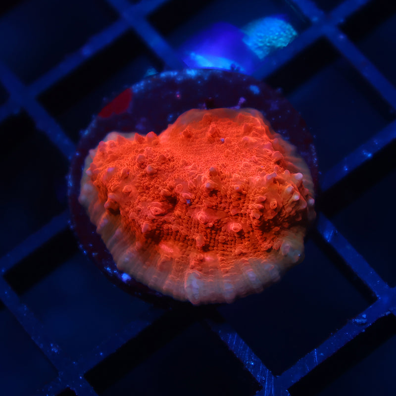 TCK Split Chalice Orange Side