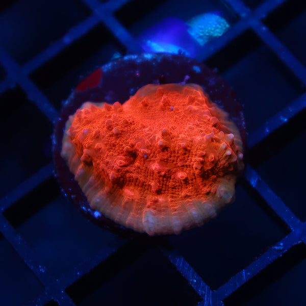 TCK Split Chalice Orange Side