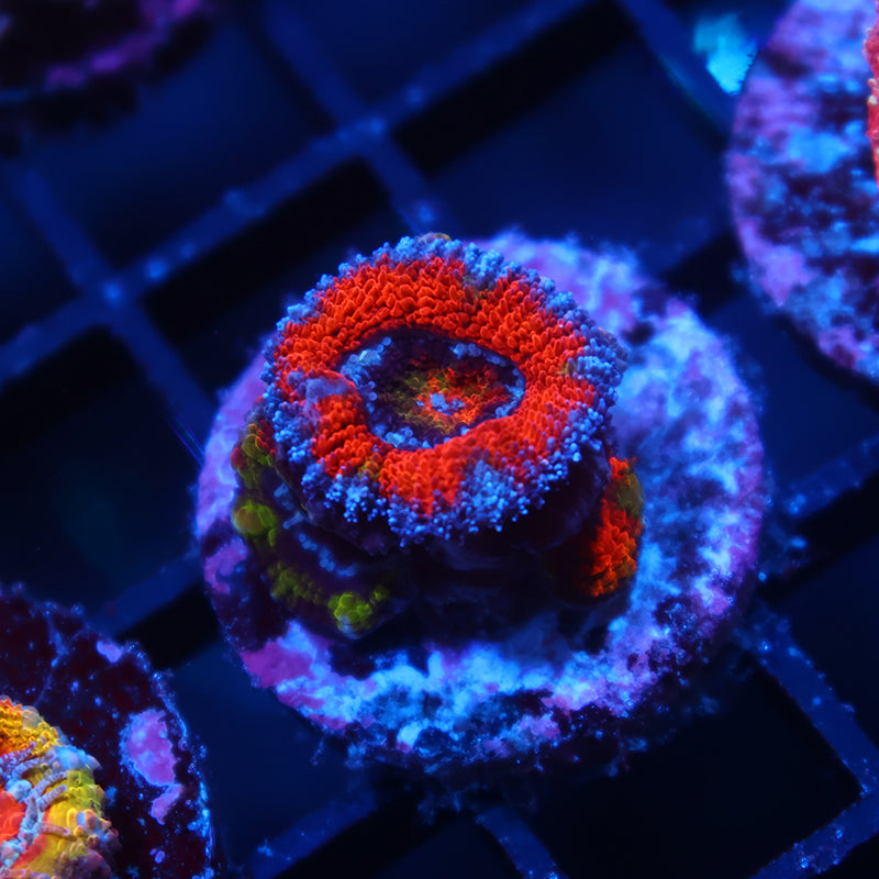 TCK Rainbow Center Red Acan Lord
