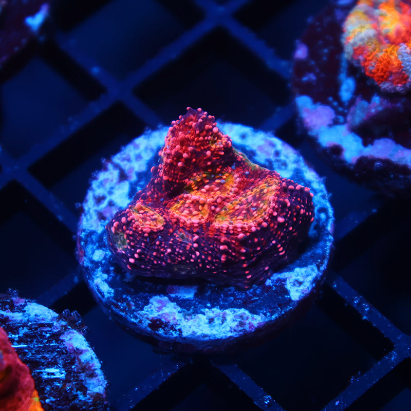 TCK Rimless Watermelon Chalice