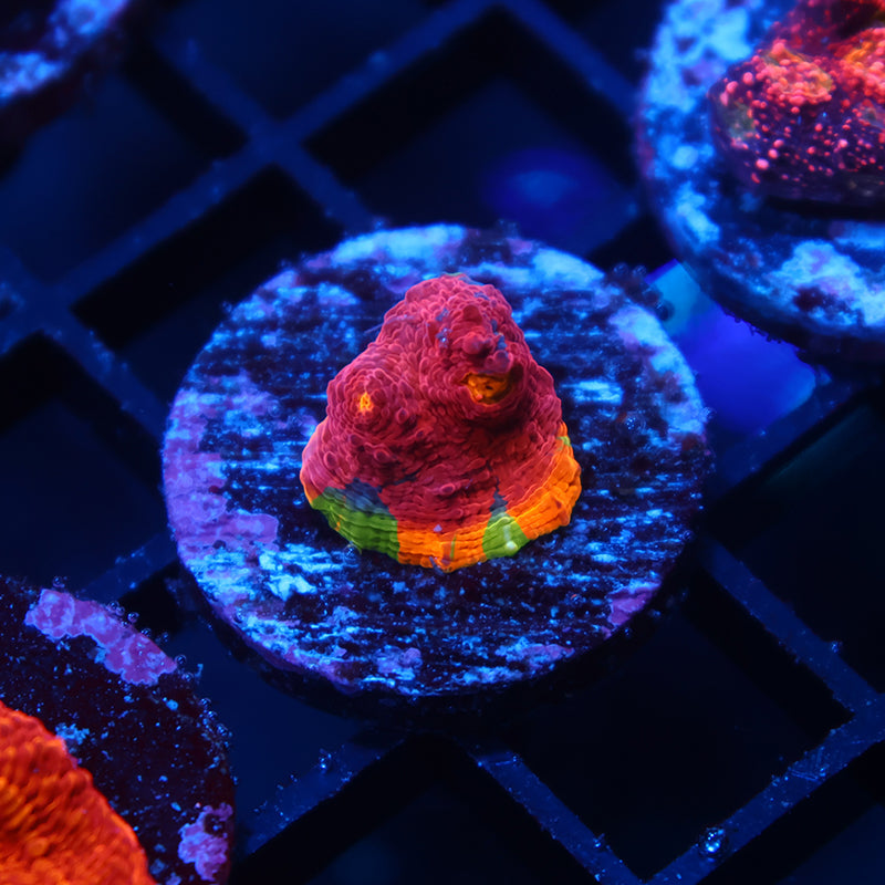 TCK Crazy Rainbow Chalice