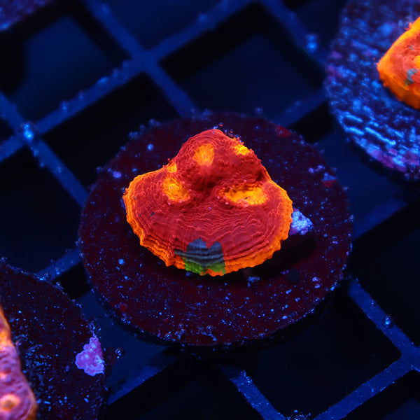 TCK Ultimate Rainbow Chalice