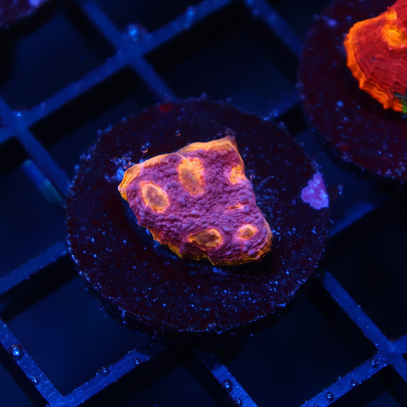 TCK Pink Rainbow Chalice