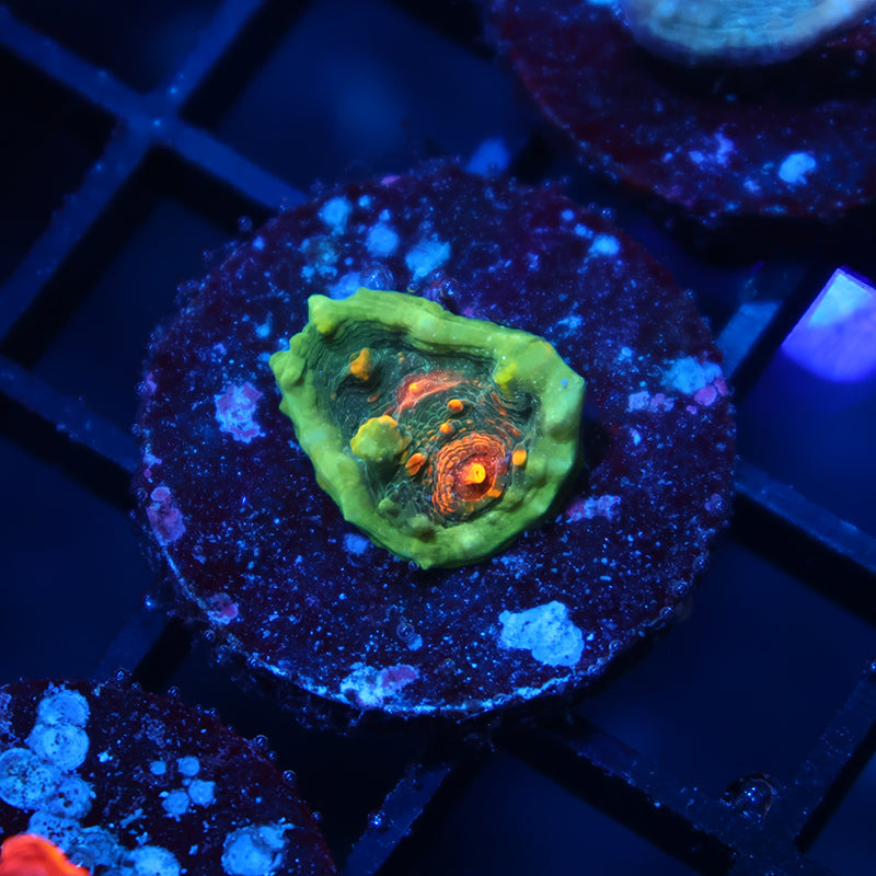 TCK Bella's Mermaid Chalice