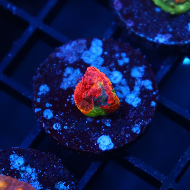 TCK Rainbow Collider Chalice