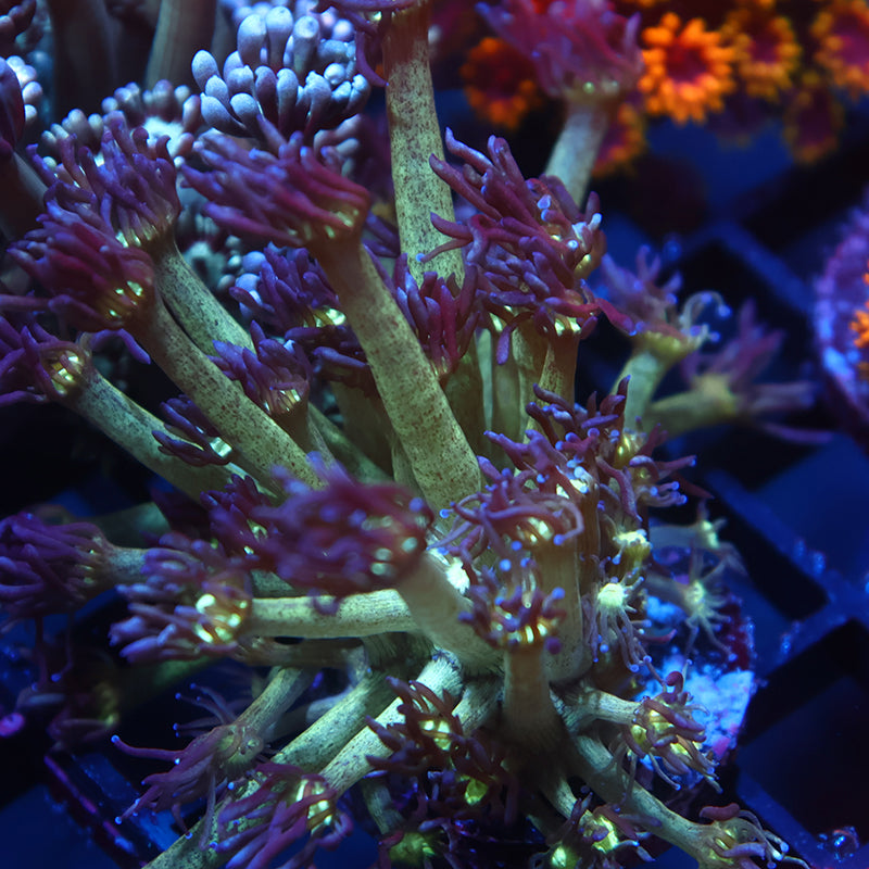 Lg UC Space Glitter Goni