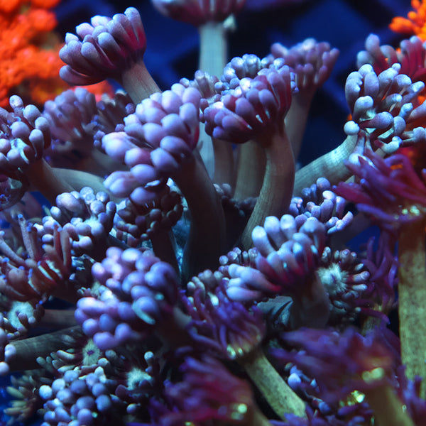 Lg Grape Gumballz Goni