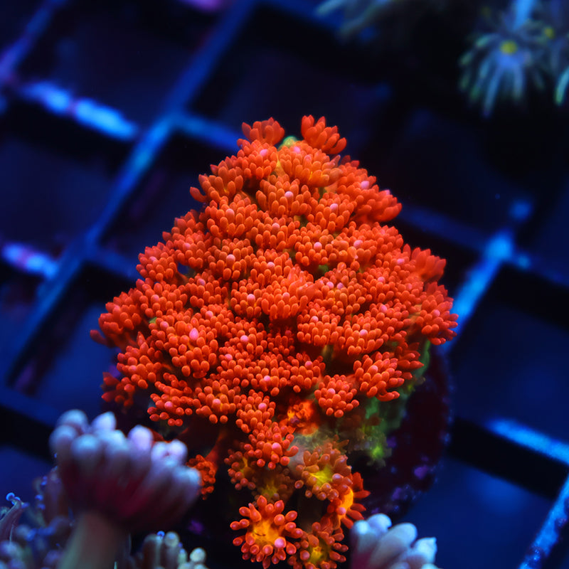 TCK Oddball Goni Bernardpora