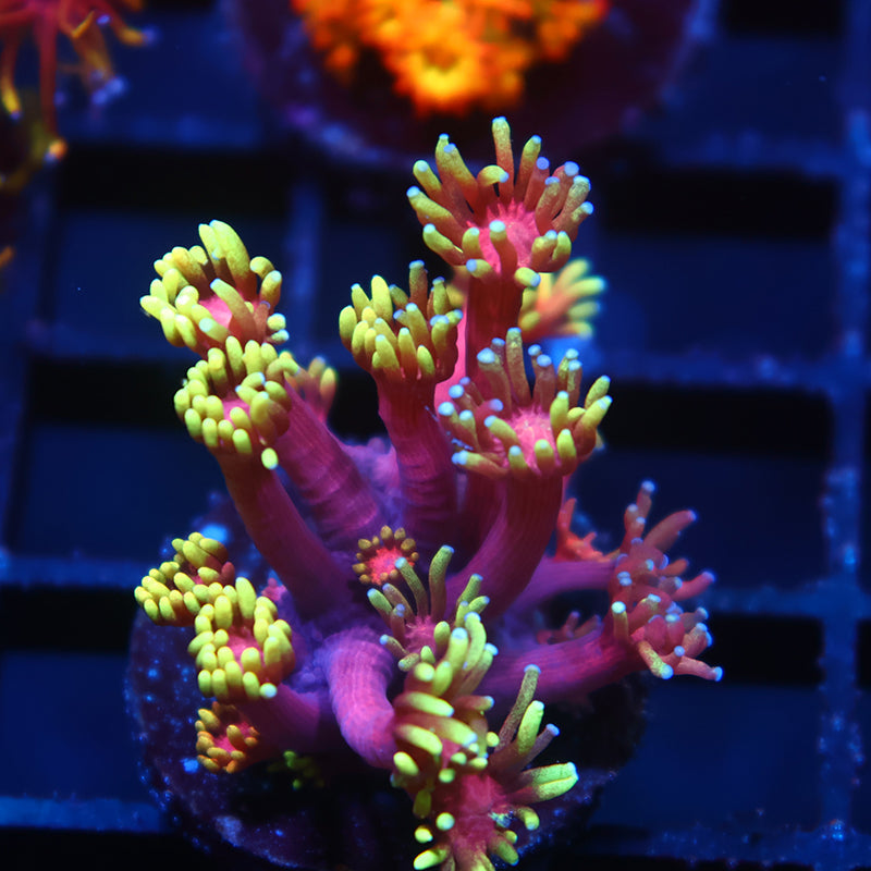 TCK Laffy Taffy Goni