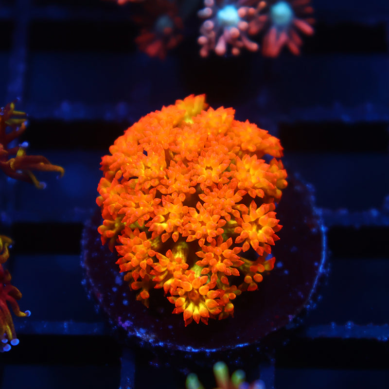 TCK Combustion Goni Bernardpora