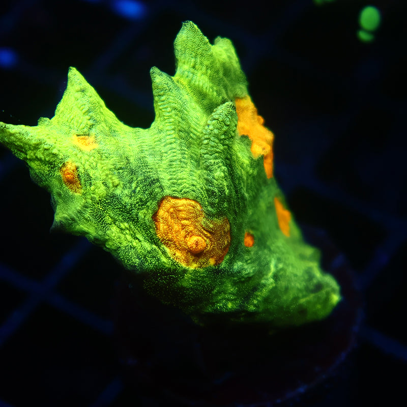 Space Invader Pectinia