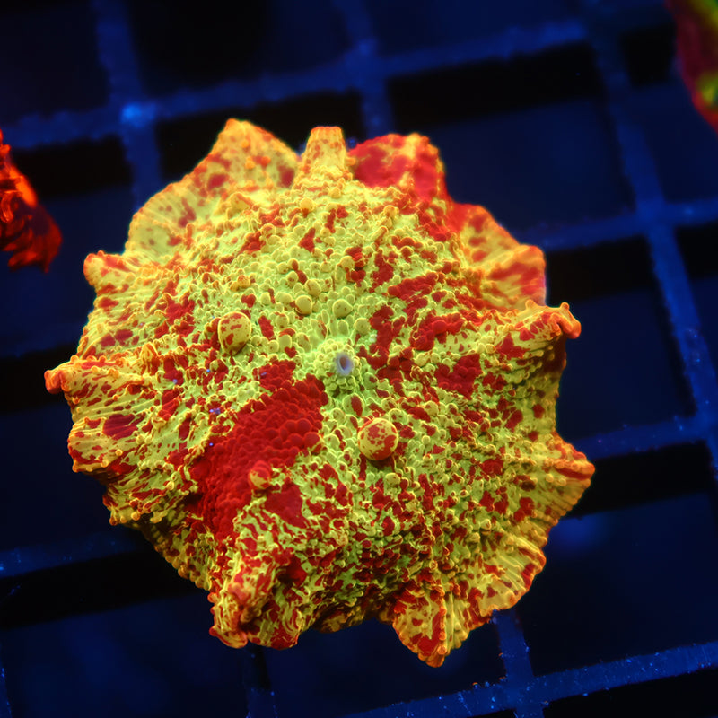 Insane Mythical Corals Eclectus Bounce