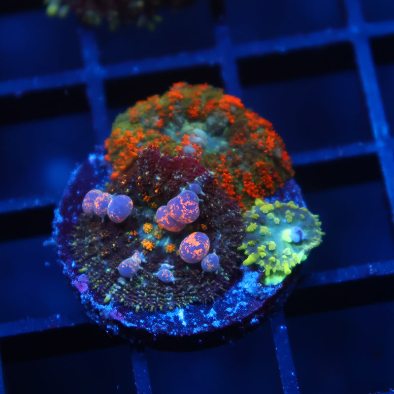 TCK Powerball Bounce with Deathstroke Combo