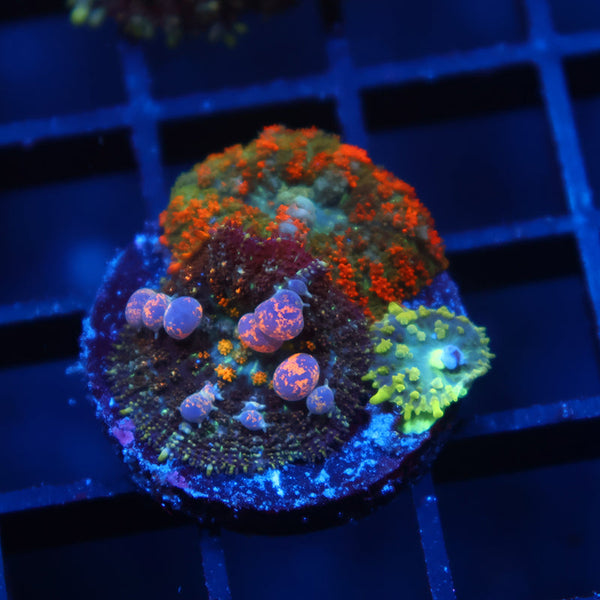 TCK Powerball Bounce with Deathstroke Combo