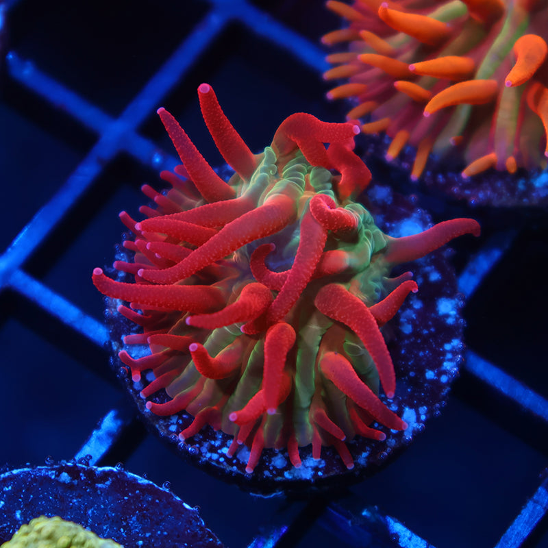 TCK Shaggy Hellraiser Diaseris Plate