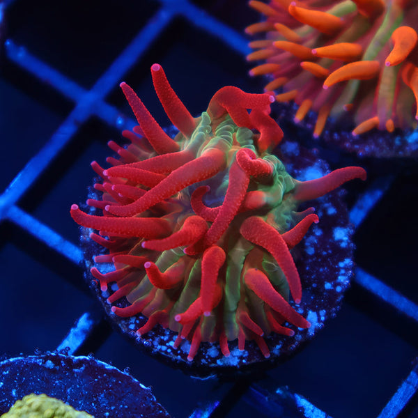 TCK Shaggy Hellraiser Diaseris Plate