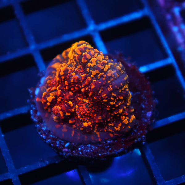 CC Cloudberry Chalice