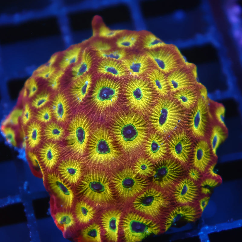 Lg RR Spicy Lemon Favia