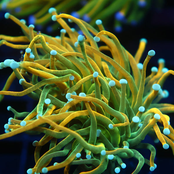 TCK Lightning Bolt Torch