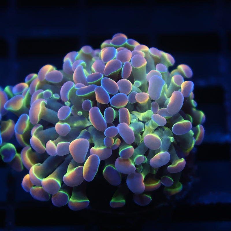 TCK Branching Hologram Hammer