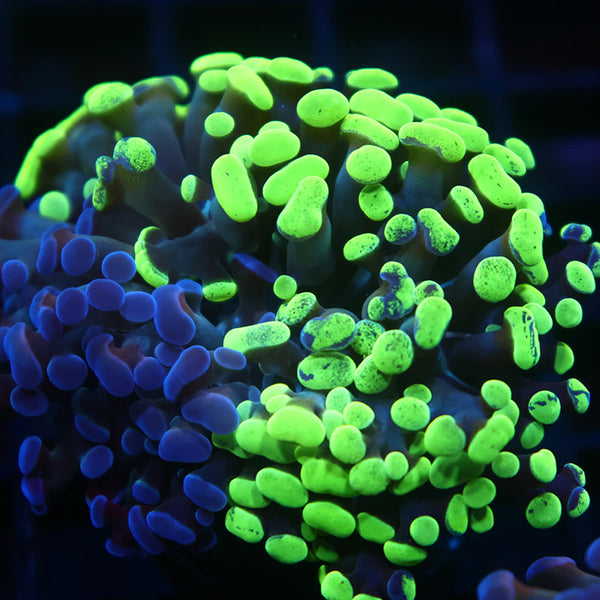 TCK "Salty's Torch" Hybrid Euphyllia Half and Half