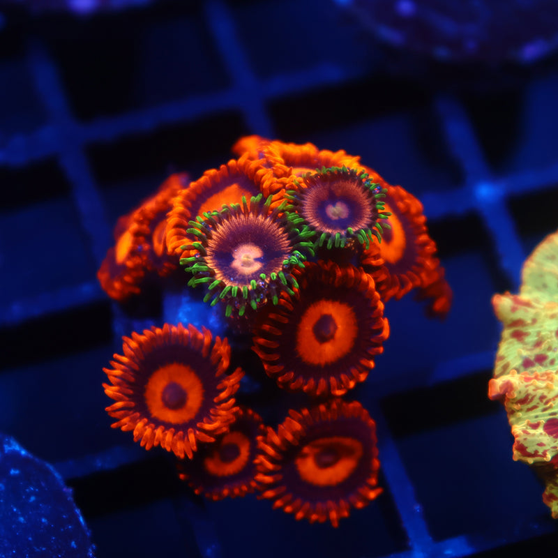 Oxides with Laser Lemons