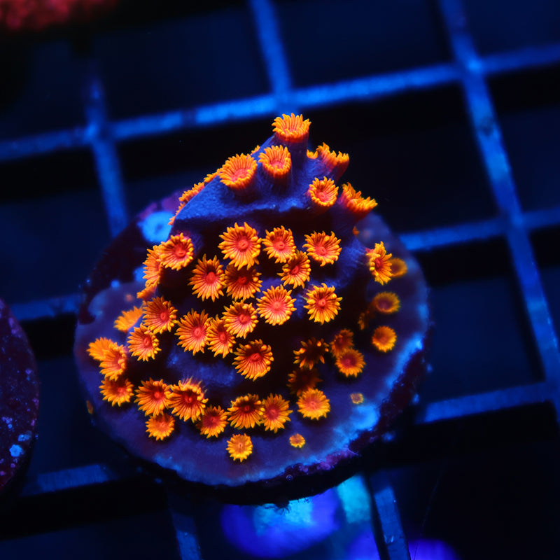 WWC Bizarro Cyphastrea