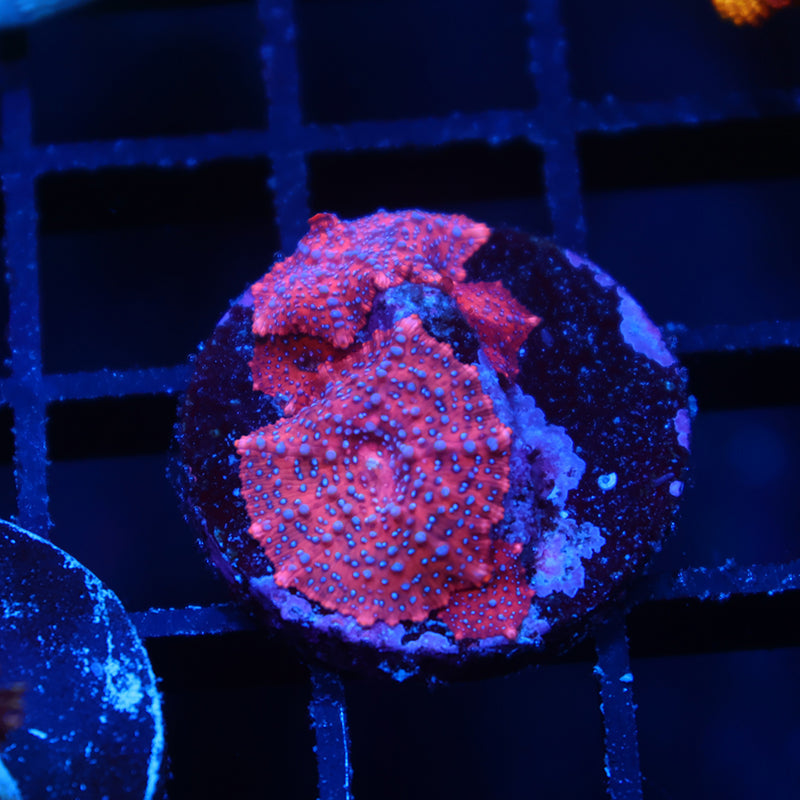 TCK Superman Mushrooms